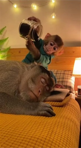 How use charcoal properly #funny #monkeyvideo