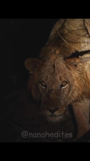 The Most Iconic Lion Roar Ever – Scarface!