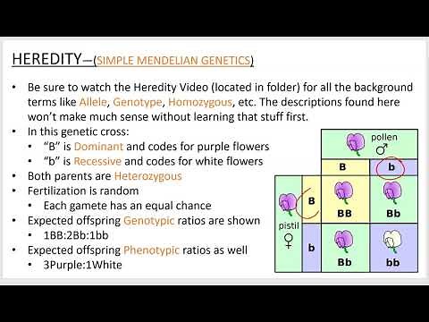 Heredity1, simple Mendelian inheritance PowerPoint screencast