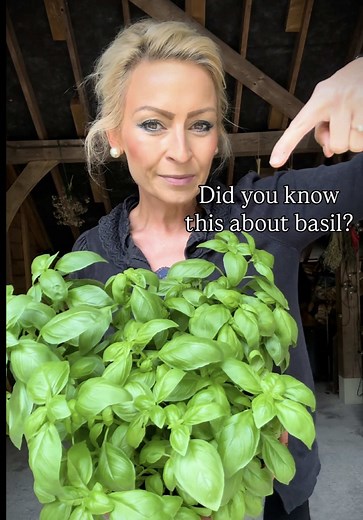 How to Make Supermarket Basil Thrive: Potting & Care Tips