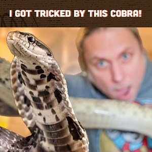 119K views · 1.7K reactions | These Snakes Are Extremely Clever | Brian Barczyk | Facebook