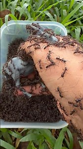 Emergency Animal Rescue: Female Ibex Vs Bullet Ants #shorts