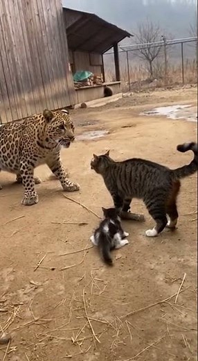 FEARLESS CAT vs LEOPARD: The Ultimate Stand-off! 🐆🐈 #shorts