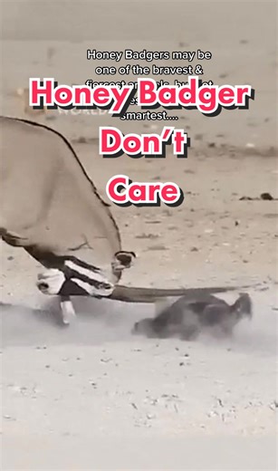 Honey Badger vs Gemsbok #mostamazingfacts #honeybadger #gemsbok | honey badger