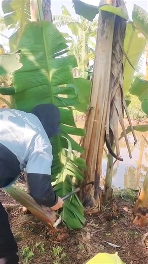 Banana Sucker Pruning | Proper Banana Tree Care