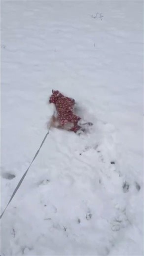 Dog joyfully plays in deep snow in Louisville, Kentucky, USA