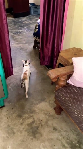 Mumma cat changing her kittens place #cat #cute