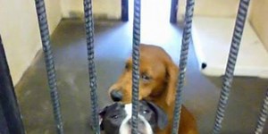 The reason why these two dogs are hugging is heartbreaking