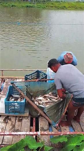 🐟 Fresh Catch to Weigh-In! Watch the Complete Fish Harvest Process! 🎣⚖️