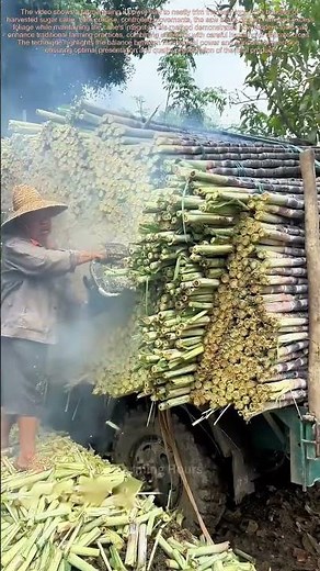 Cane Mastery: Electric Saw Technique for Perfect Sugar Cane Trimming