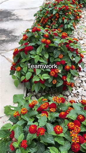 Effective Teamwork: Tips for Success in Collaborations