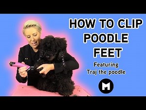 How to clip poodle feet