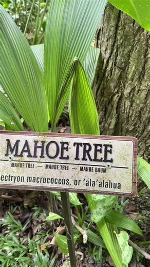 You didn't know Jamaica looked like this #jamaica #travel #mindblown