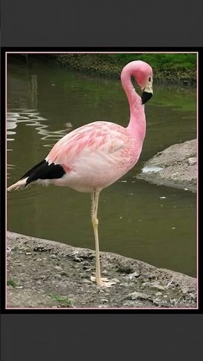 🦩 ANDEAN FLAMENCO