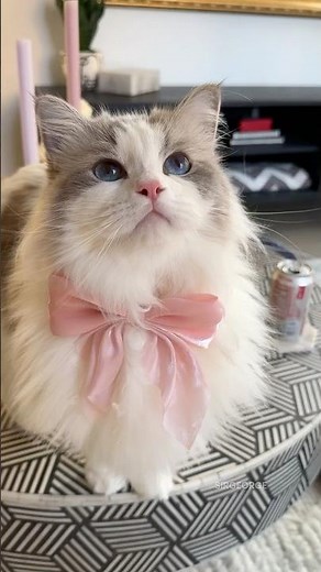 Ragdoll Cat Color & Pattern #ragdolls #catvideos #cutecat #fluffycat