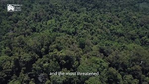 Borneo’s Kinabatangan river is one of the most critical jungle wildlife corridors left on earth, & home to threatened species like orangutans & elephants. With your help World Land Trust & HUTAN-Kinabatangan Orangutan Conservation Project will protect forest & save #BorneosOrangutanCorridors https://www.worldlandtrust.org/appeals/saving-borneos-orangutan-corridors/ | Steve Backshall
