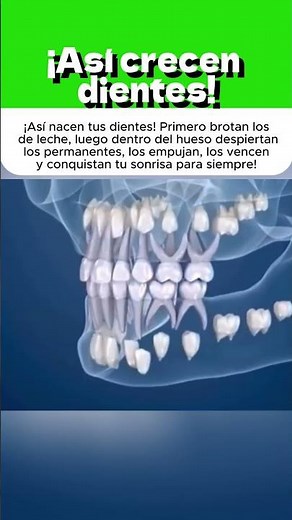 ¡Así crecen dientes!