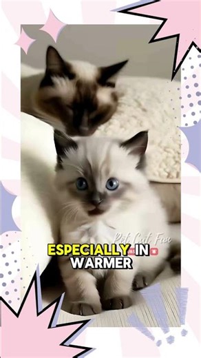 Rolling on tile floors #shorts #viralvideo #FunnyCat