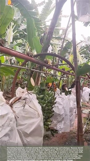How Farmers Harvest Bananas Safely and Keep Them Fresh #garden #harvest