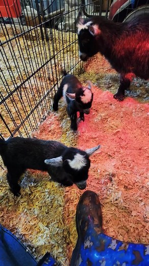Fox Haven's Champagne Supernova has a question for everyone #babygoatsdance #springkids #2022showseason #pygmygoats #npga #pygmygoatsoftiktok #babygoats