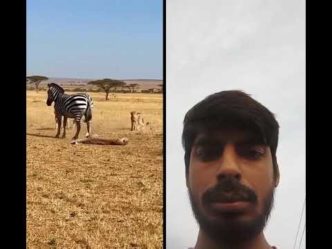 zebra fight with leopard #wildlifebangla #animalfacts