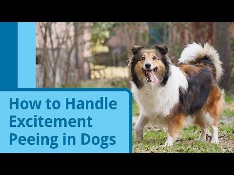 How to Handle Excitement Peeing in Dogs