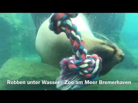 Robben unter Wasser - Zoo am Meer Bremerhaven