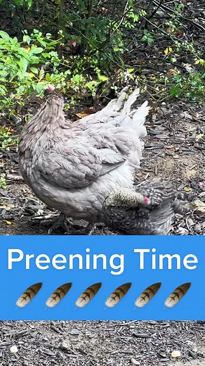 Chickens Preening Time: Feathers, Care, and Enjoyment