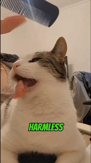 Cats vs Combs: Why They Gag 😼 #shorts