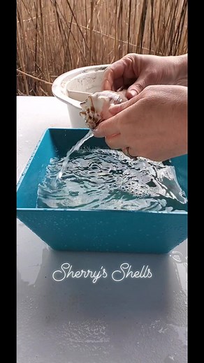 Muriatic acid dip. You can definitely notice the big difference between the before and after. The before, had white calcium build up making the colors dull. The after, the calcium was gone and the colors were vibrant. Use a two compartment container for the bubble over flow. Or, use a container inside a second container. Only dip shell in acid for a short period. Then, immediately dip in water bath to rise off acid. We went for a second dip but be sure not to dip too long or the acid could possi