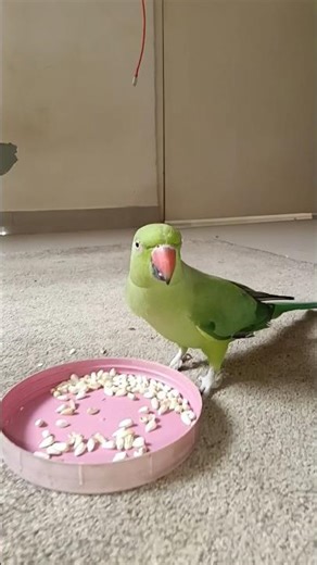 parrot 🦜🥰❤#parrot #birds #talkingparot #mitumitu #trending #explore #birds