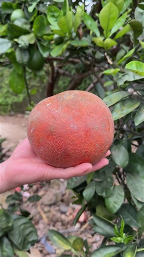 Satisfying Fruit Cutting ASMR Tutorial