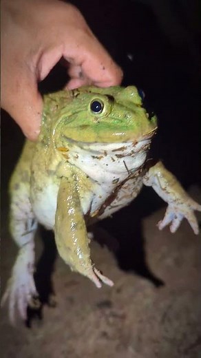 Catching Bullfrog Wep Wep Funny | Funny Frogs hahaha | Fun Froggy 🪣🐸