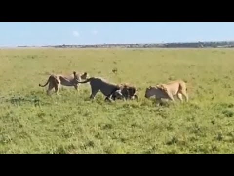 three lions digging warthog burrow and catching warthog video