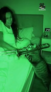 Worst Alarm Clock Ever? Cat Plays Brass at 2:43 AM! 💀 #viralvideo #trending #mustwatch #funnyvideos | SmilelabTv