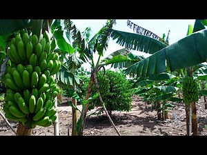 How to Start a Successful Banana Farm Business in 2024 - Planting, Pruning, Mulching, Harvesting etc