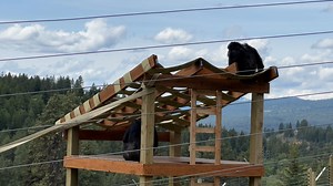 One of the greatest pleasures in sanctuary work is getting to see chimps becoming more comfortable being outdoors, climbing to new heights, and exploring the outer reaches of their habitats. With the arrival of spring, as well as the recent addition of more irrigation, dozens of new trees and shrubs, and several new climbing structures, the chimps in Cy's group have even more reason to climb to the top of the Bray, their 2-acre habitat. And trying to keep up with them is wearing us out! | Chimpa