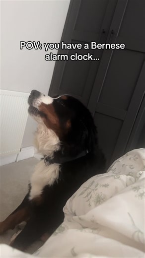 Morning Shenanigans with a Bernese Mountain Dog