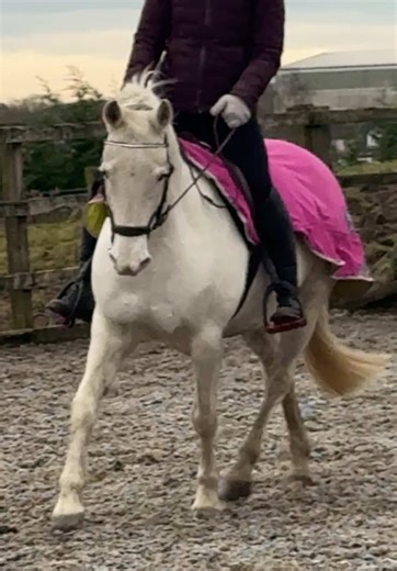 Show Jumping Events for Horses and Ponies