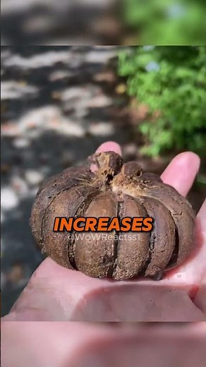 The World's Most Dangerous Tree