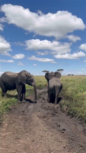 Big elephant family in the mud with baby, Serengeti National Park