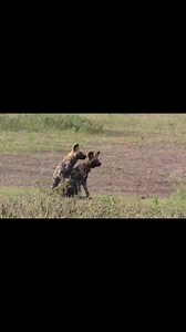 1.6M views · 10K reactions | Male and Alfa female wild dogs locked together in the African bush kingdom #fypシ゚viralシ #videoreelsシ #reelsfypシ #fypシ゚ #sightseeing #wild #animals #Amazing #Wow #wilddog #wilddogs | Travel adventure and tours | Facebook