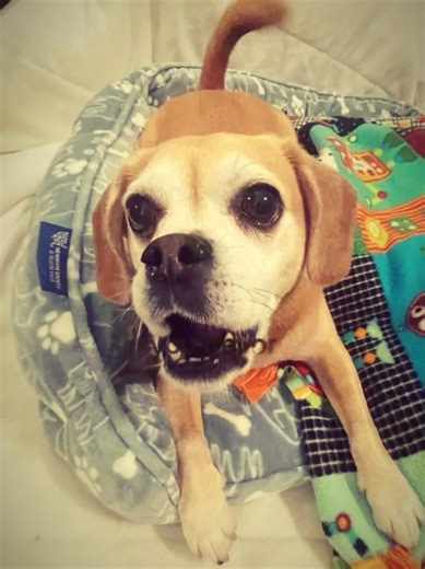 Understanding Blurry Text in Social Media Posts