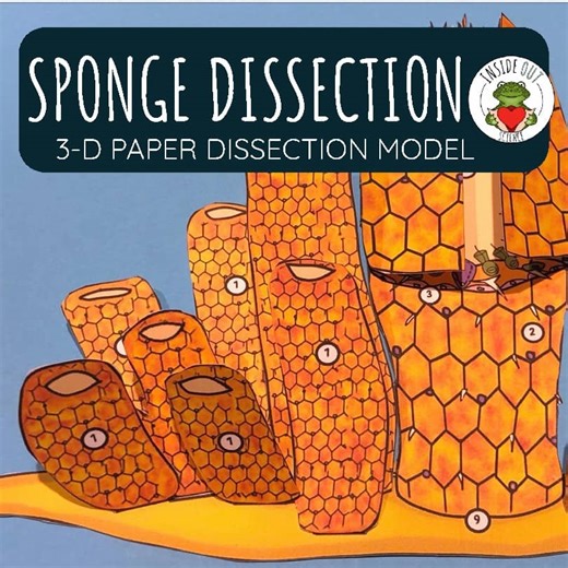 Sponge Dissection Zoology | Biology 3-D Anatomy Paper Dissection Model & Lesson
