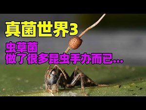 真菌世界3: 冬虫夏草菌的操控细节有多恐怖?哺乳动物将来有被操控的可能吗
