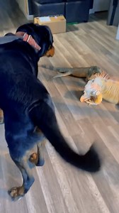 5.4K views · 143 reactions | Draco & Astro met face to face for the first time #lizard #exoticpets #reptile #iguana #pet #pets #animals #petlovers #petstagram #petlovers #foryou #petsofinstagram #RocketThelguana #reptilesofinstagram #cuteanimals #dragons #dogs | Rocket The Iggy | Facebook