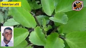 352K views · 18K reactions | Doktè yo ak ougan yo pap janm kitew...