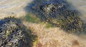 12K views · 353 reactions | Stunning seafront on East Cowes this morning!李☀️ | Isle of Wight Radio | Facebook