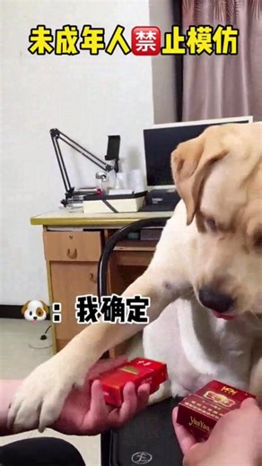 Dog eats jelly for the first time, and his face is full of confusion... #dog #funnyvideos #petcare #pet #petlovers #animals #funny #fun #doglover | Annie