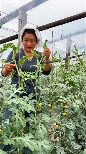 Watermelon Farming Techniques #farmingtips #agricultural #gardeningtips